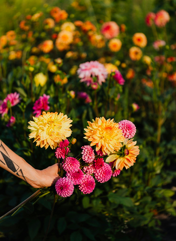 Blossoms & Bouquets